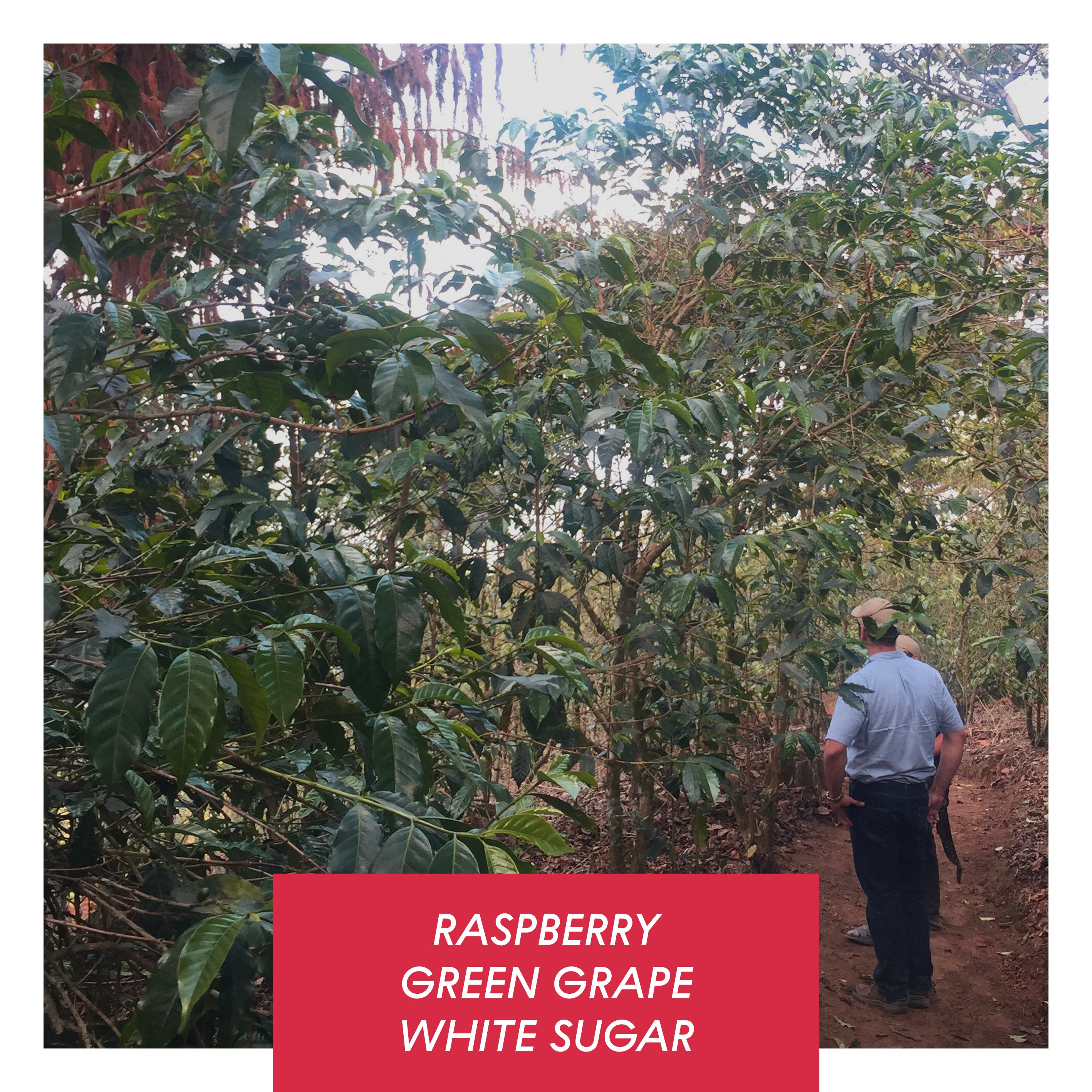 Las Brumas, Honey SL28, El Salvador by Drop Coffee