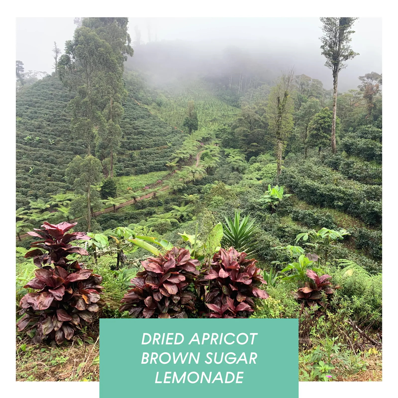 Las Delicias, Washed Java, Nicaragua by Drop Coffee