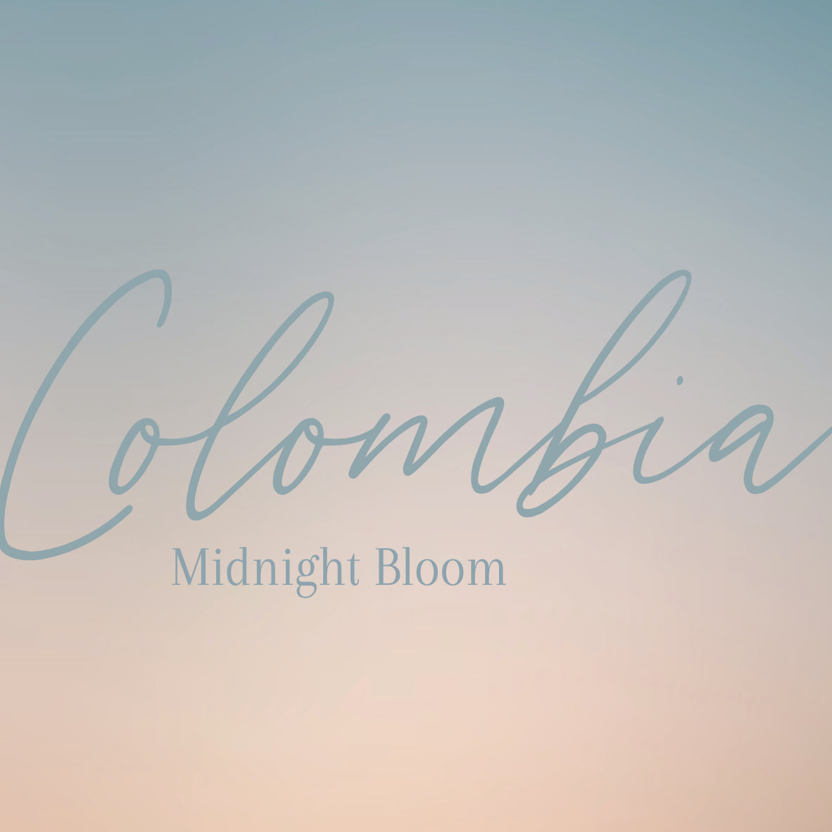 EL PLACER - MIDNIGHT BLOOM by Fire & Flow Coffee