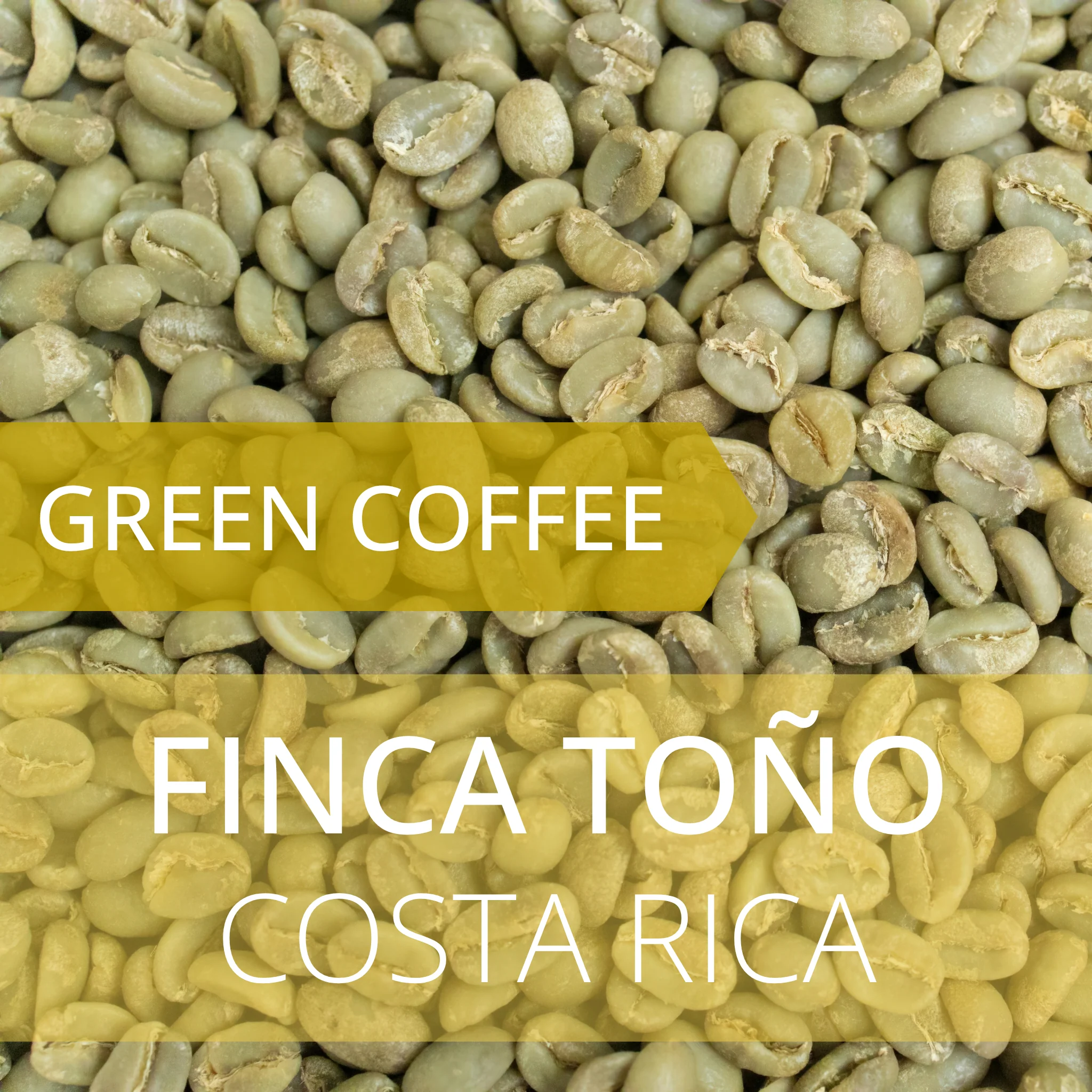 Finca Toño - Costa Rica by Foundry Coffee Roasters