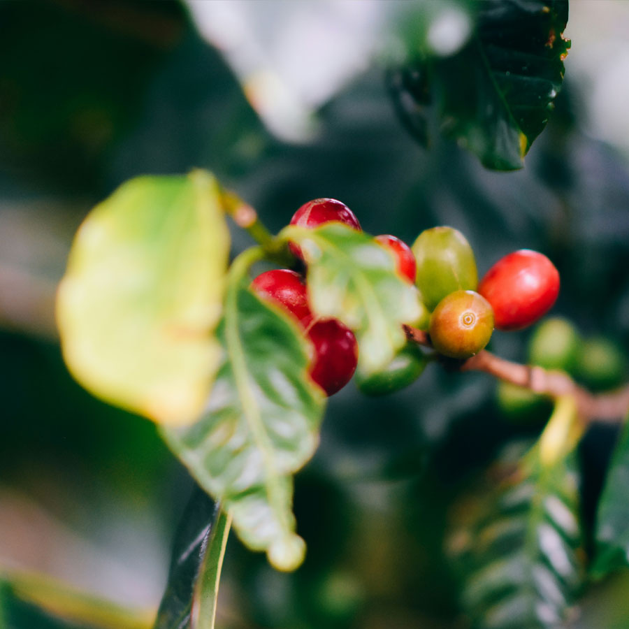 Papua New Guinea Mount Otto by Imbibe Coffee Roasters