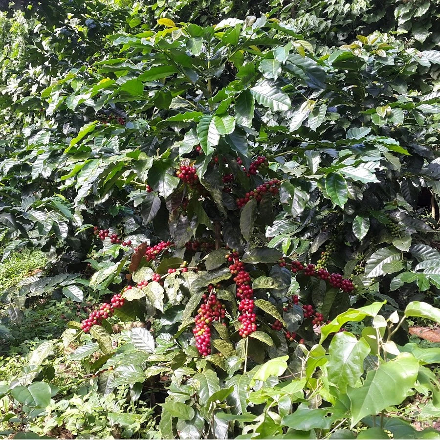 El Salvador Los Naranjos by Imbibe Coffee Roasters