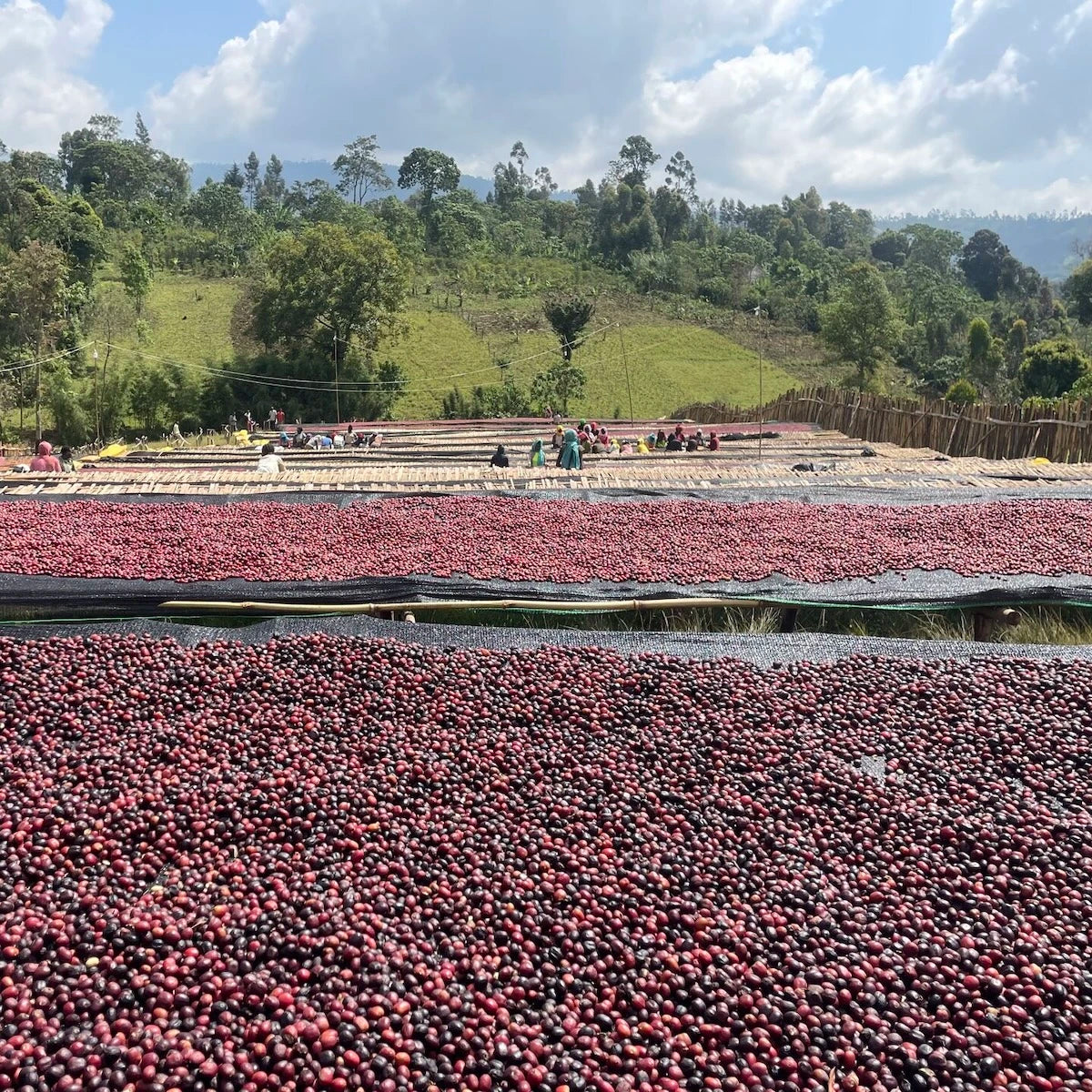 Ethiopia Kurupe by Imbibe Coffee Roasters