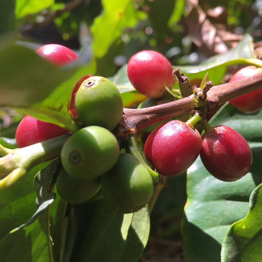 Kenya Karani AA by Imbibe Coffee Roasters