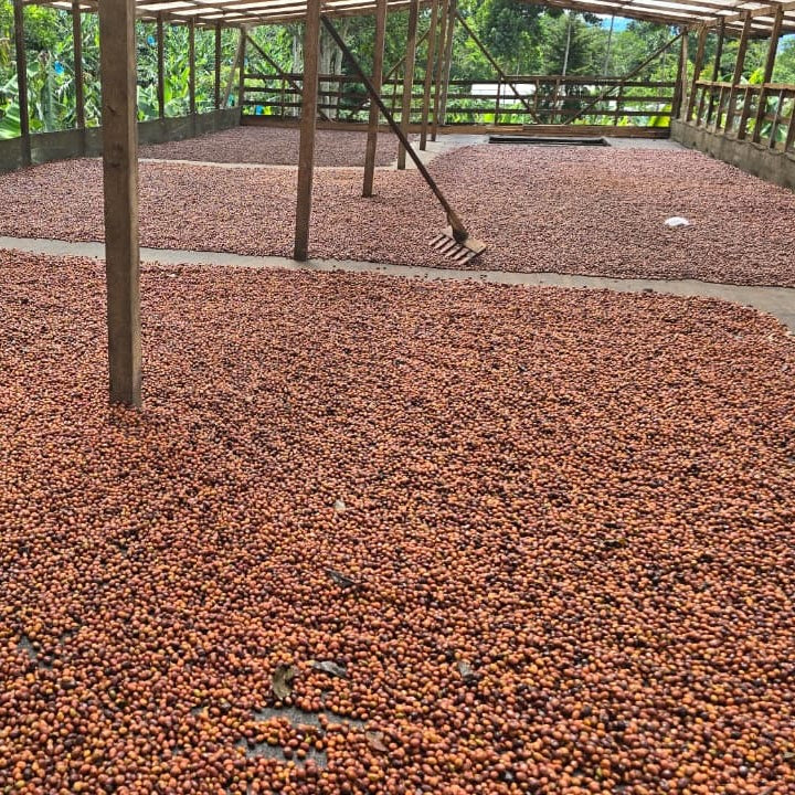 Colombia Las Brisas Gesha by Imbibe Coffee Roasters