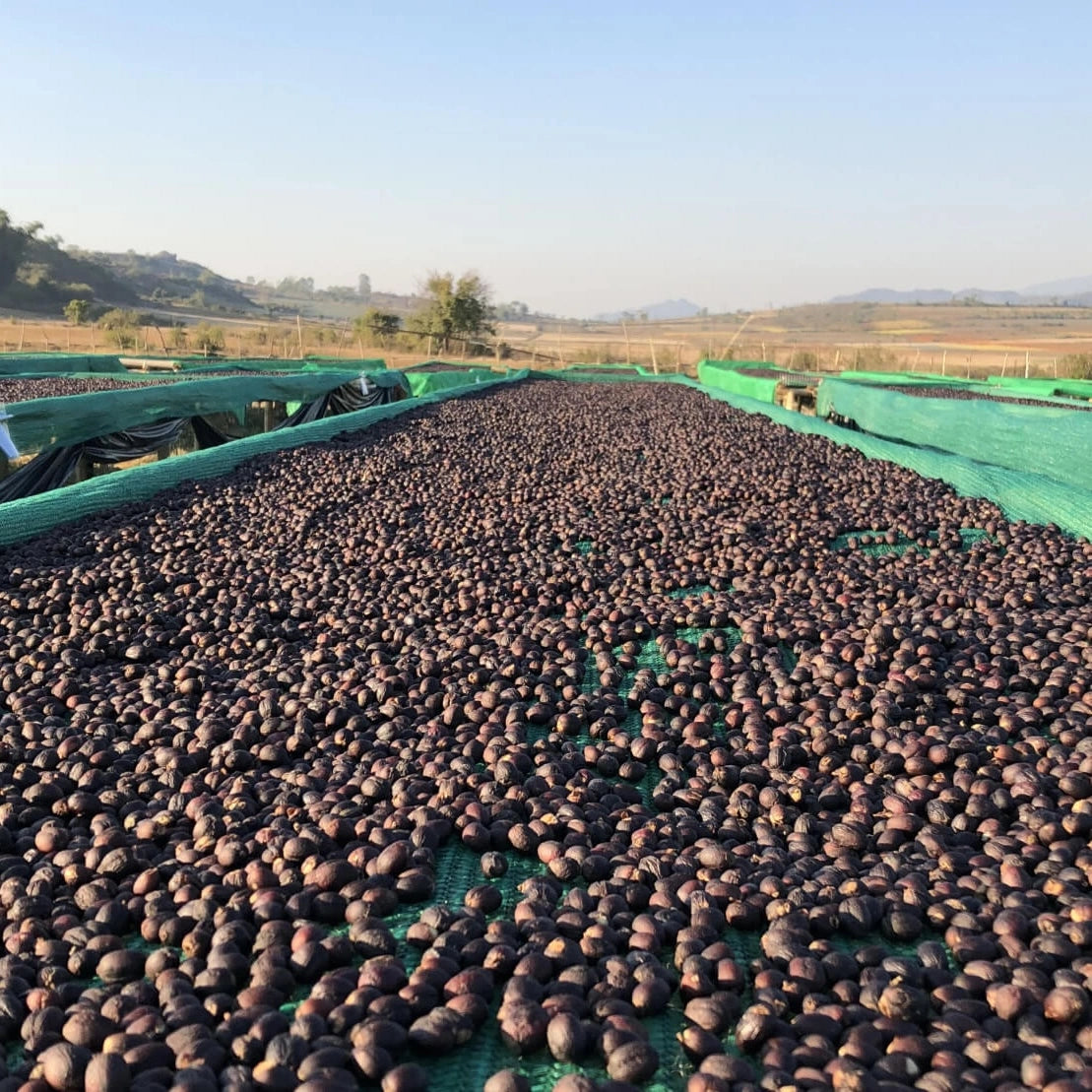 Myanmar Pha Yar Gyi Kone by Imbibe Coffee Roasters
