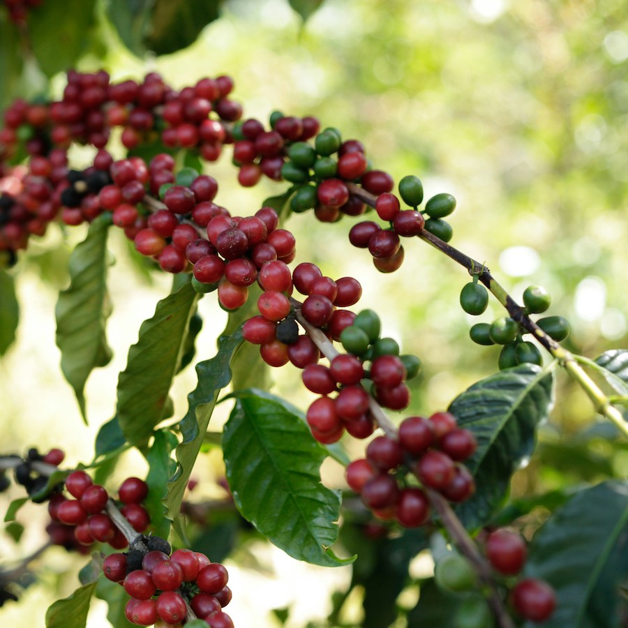 Ethiopia Ardent Guji Natural by Imbibe Coffee Roasters