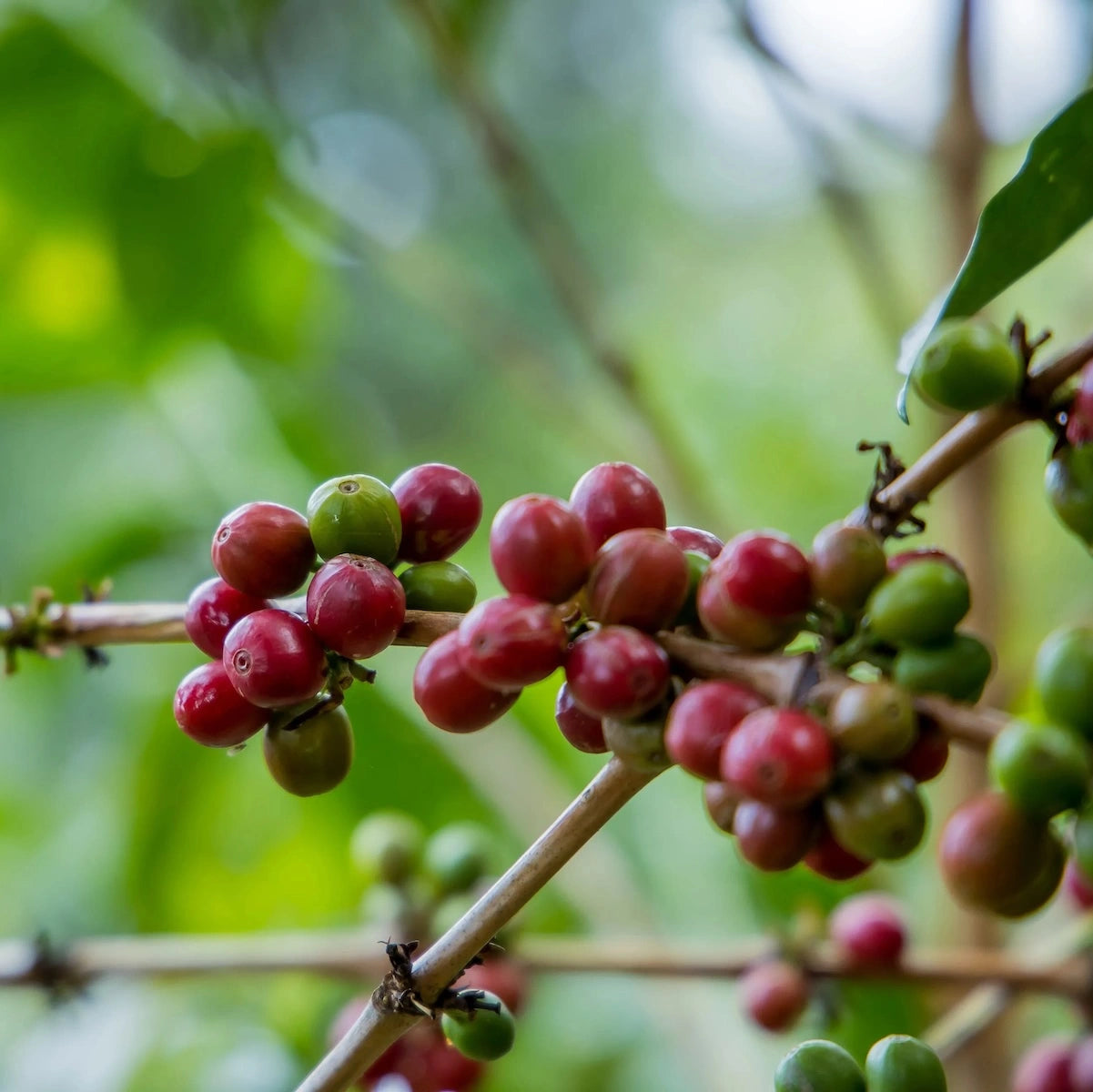 Rwanda Ruronzi Farm by Imbibe Coffee Roasters