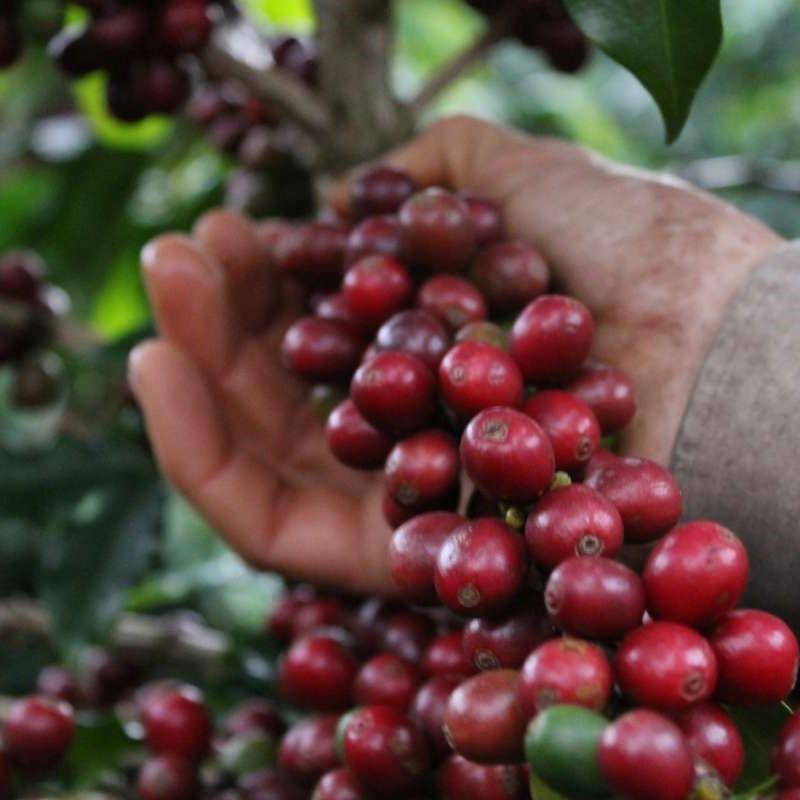 Brazilian Red Catuai by Koffy