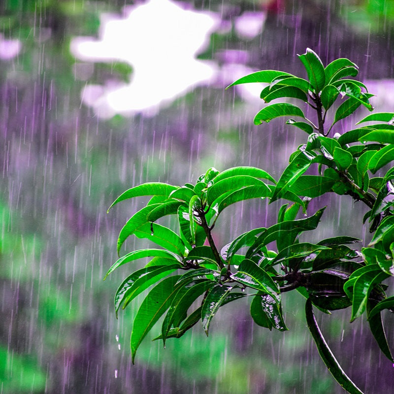 Monsoon Malabar — India by Koffy