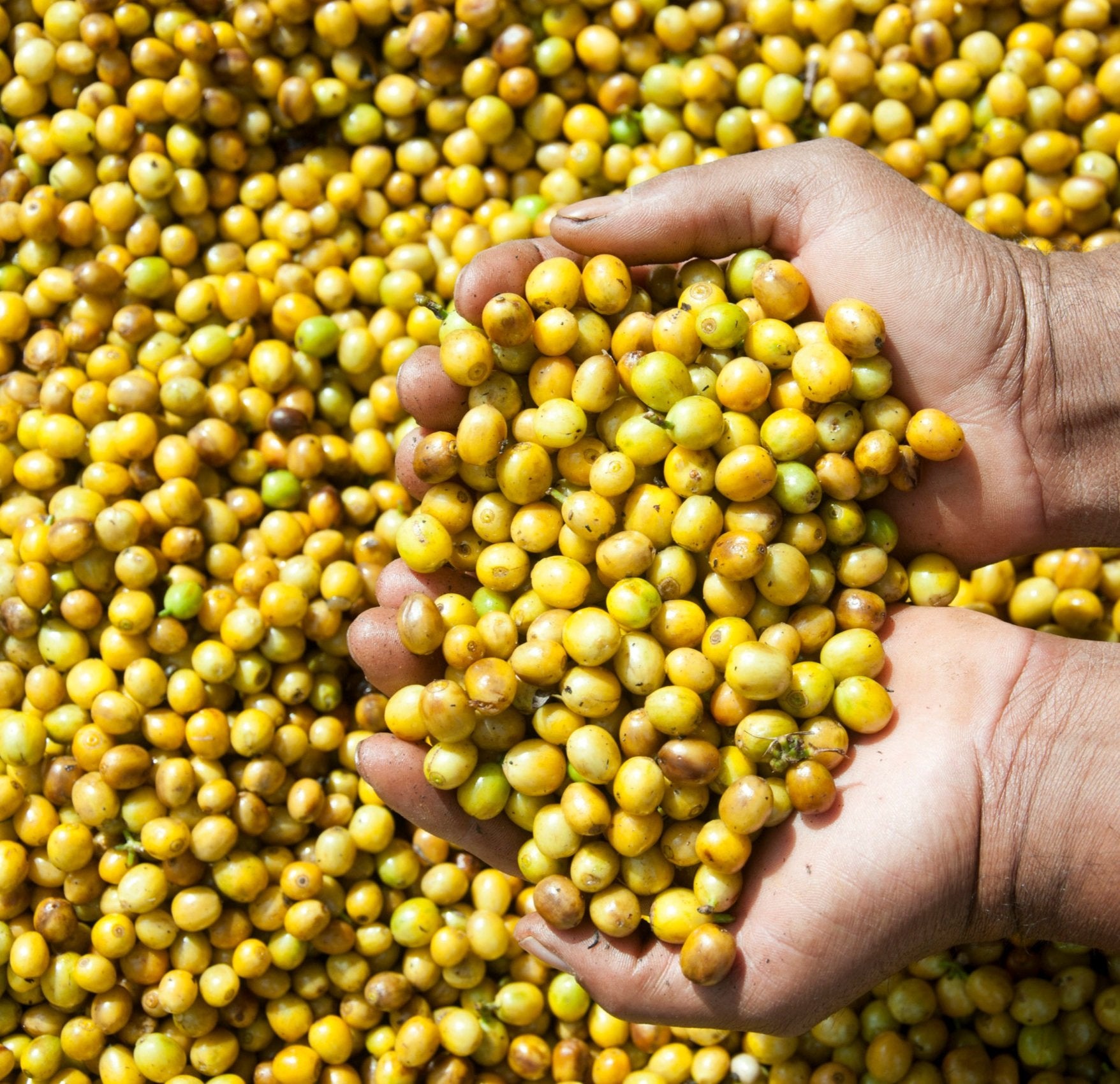 Brazilian Yellow Catuai by Koffy
