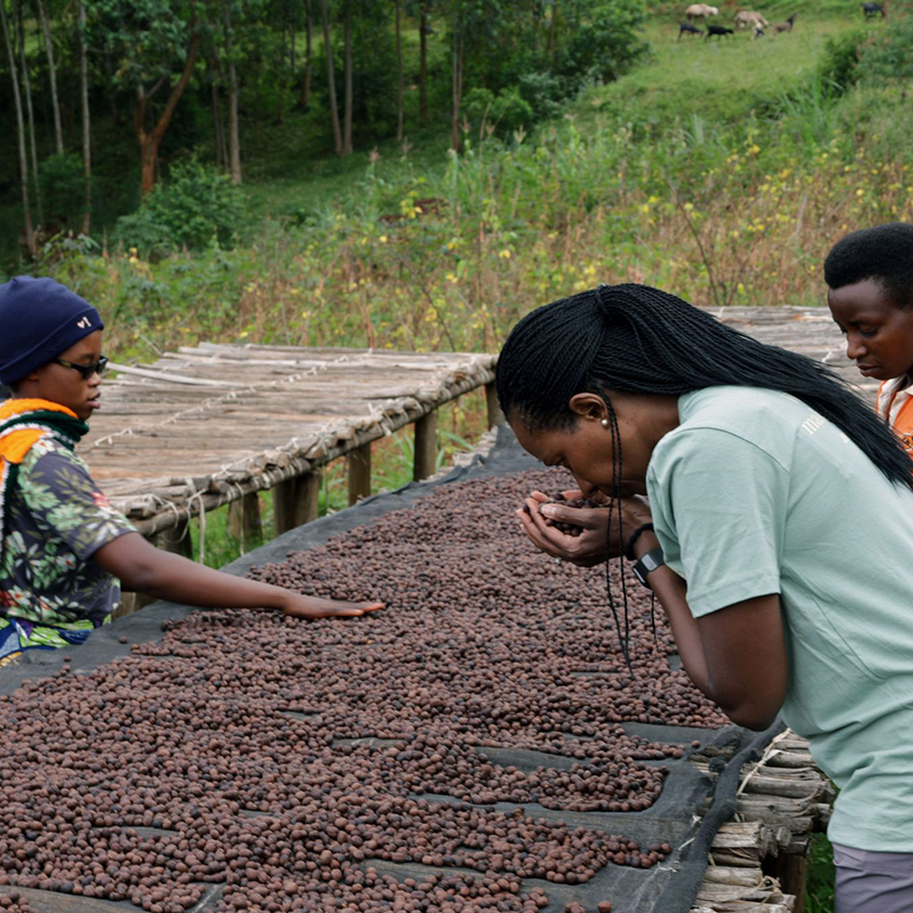 Bavyevi Natural, Burundi by Lost Horizon Coffee