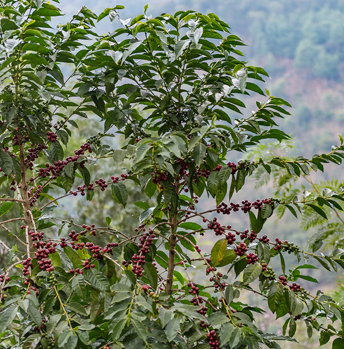 Dreams Sugarcane Decaf, Guatemala by Lost Horizon Coffee