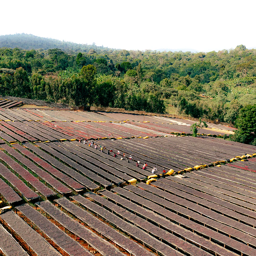 Halo Beriti Natural, Ethiopia by Lost Horizon Coffee