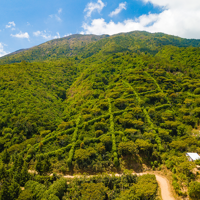 Las Laderas Honey, El Salvador by Lost Horizon Coffee