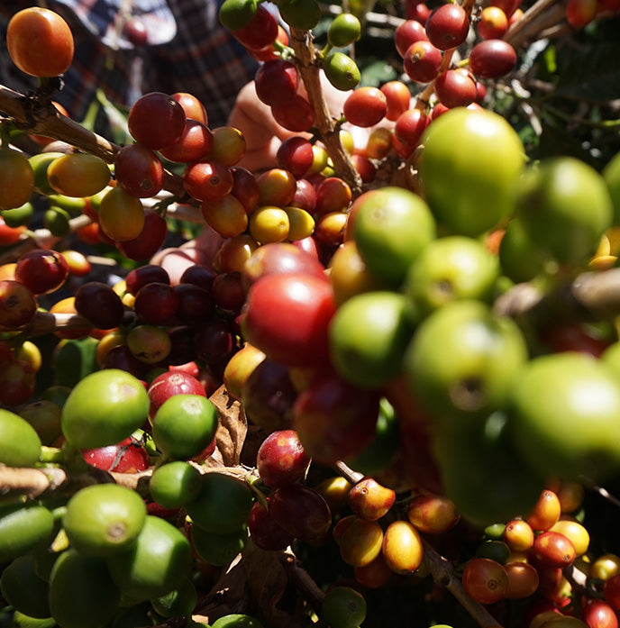Aracaçu Anaerobic Natural, Brazil by Lost Horizon Coffee