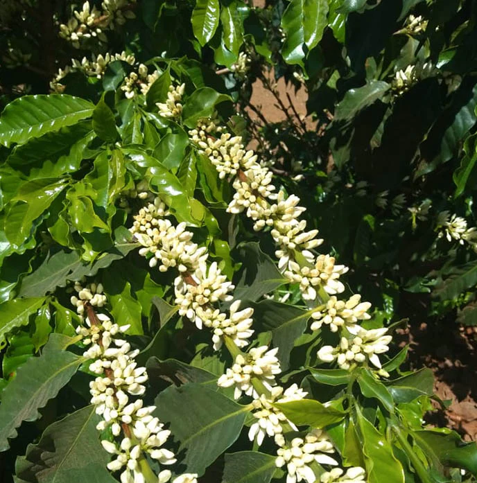 Seasonal Espresso - Fazenda São Mateus Natural, Brazil…