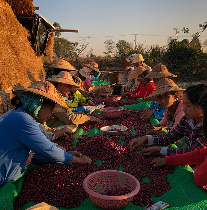 Myin Kya Doe Natural, Myanmar by Lost Horizon Coffee