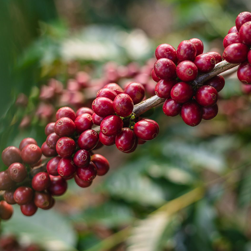 Seasonal Espresso -  Sítio Mãe Da Providência Natural…