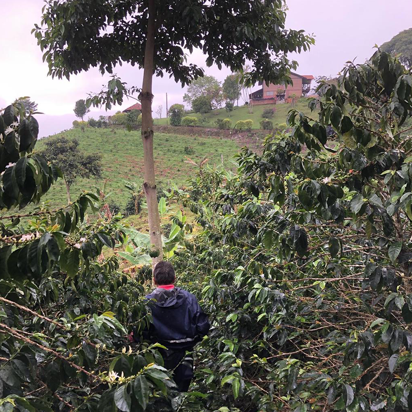 Tumbaga Sugarcane Decaf, Colombia by Lost Horizon Coffee