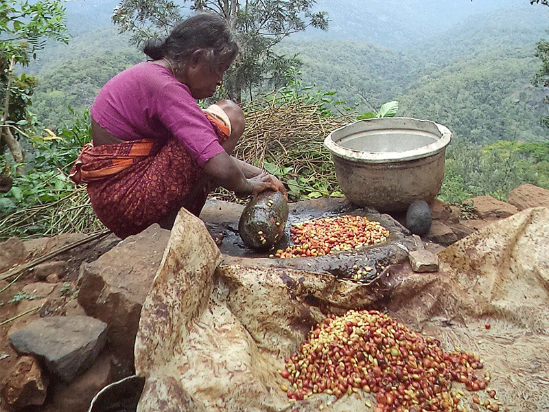 NEW Indian Trilogy by MacBeans Coffee