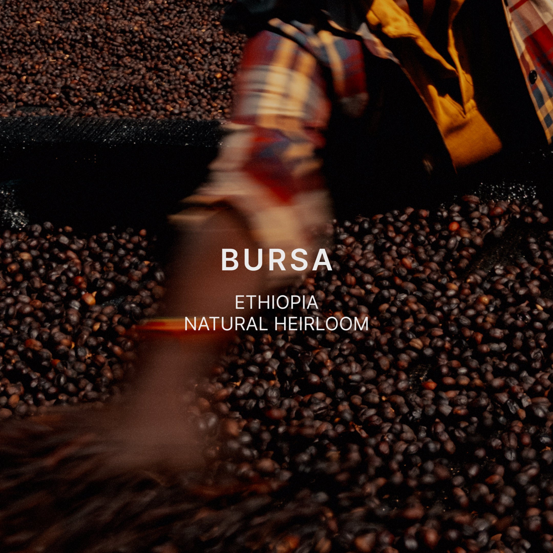 BURSA — Ethiopia by Mazelab Coffee Roasters