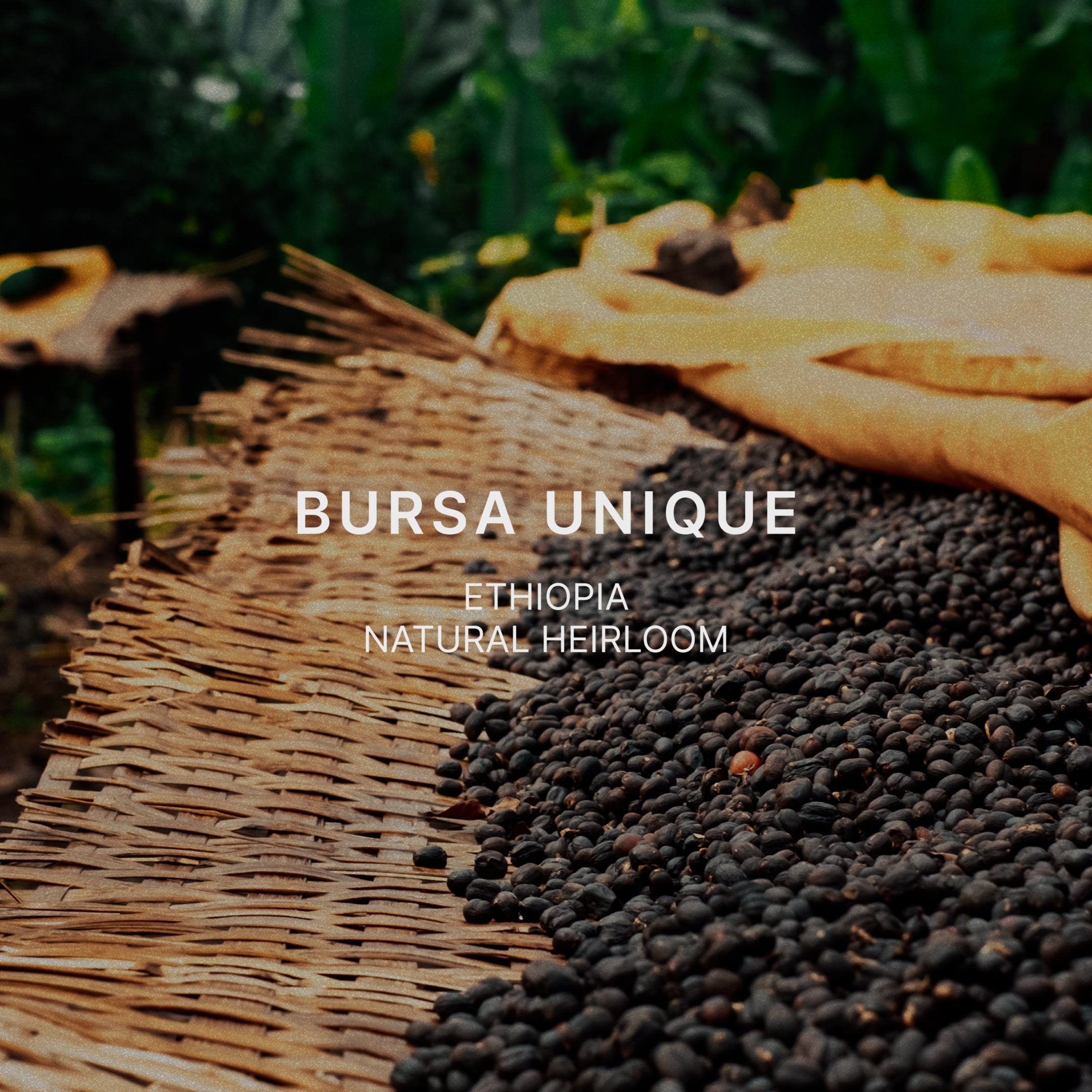 BURSA UNIQUE — Ethiopia by Mazelab Coffee Roasters