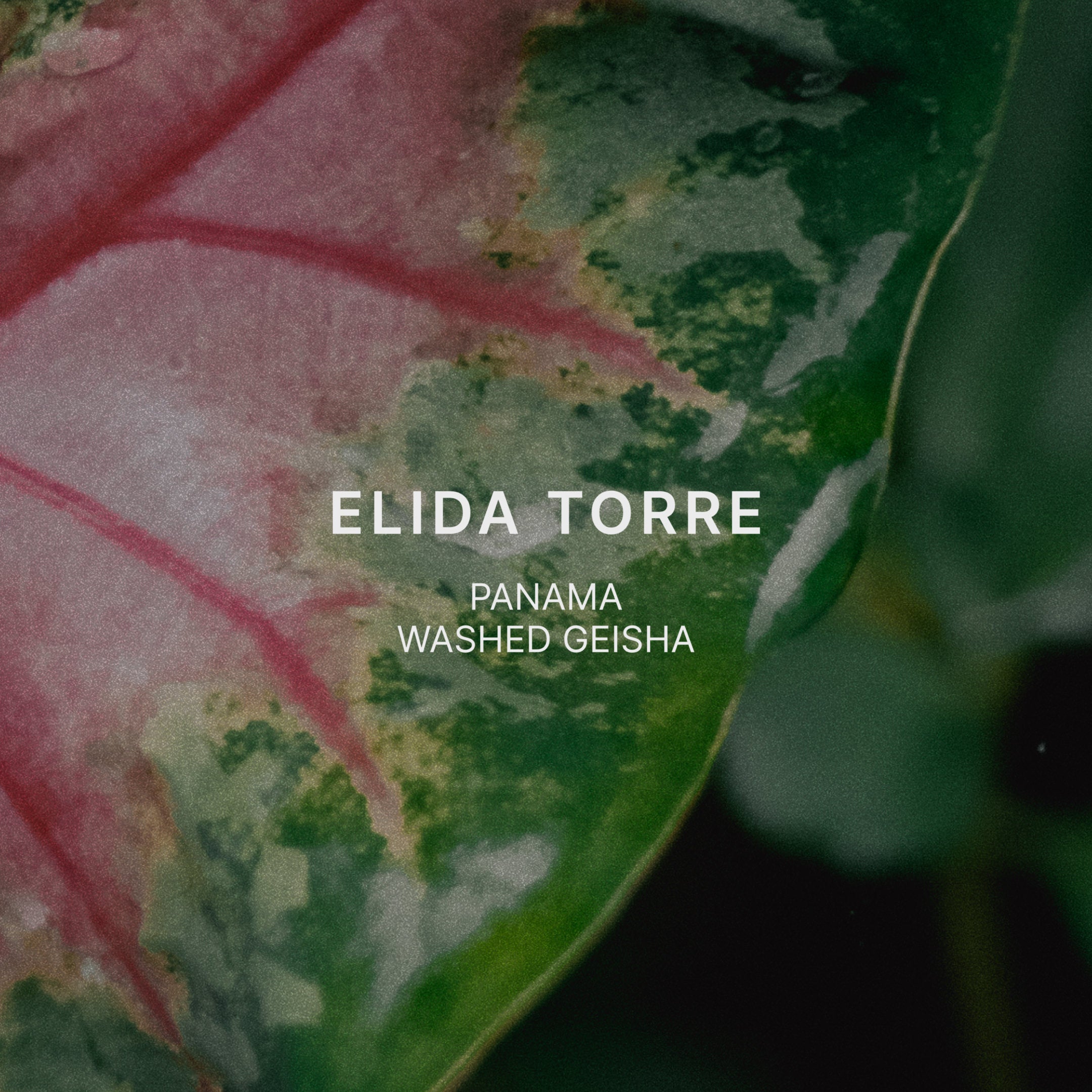 ELIDA TORRE — Panama by Mazelab Coffee Roasters