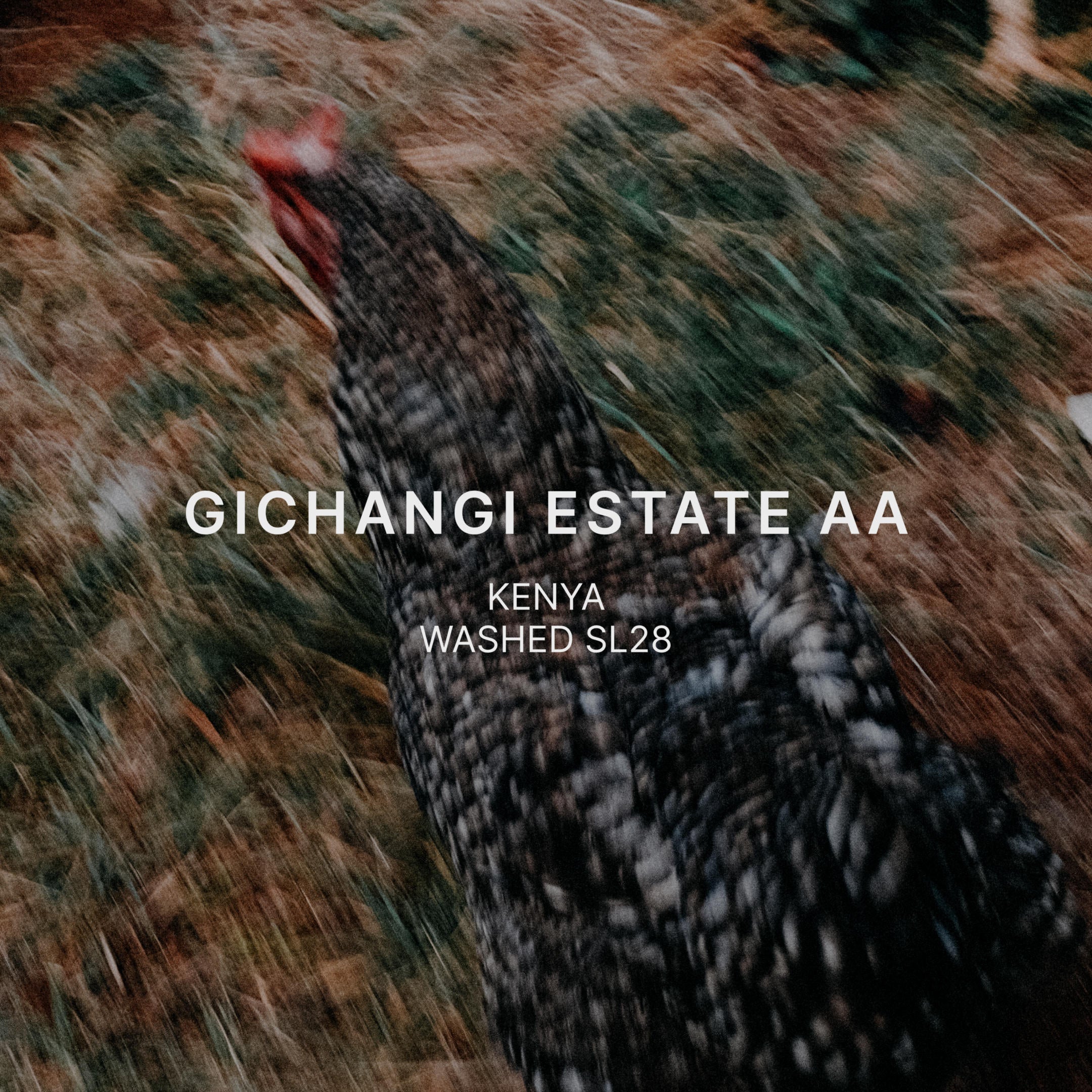 GICHANGI ESTATE AA — Kenya