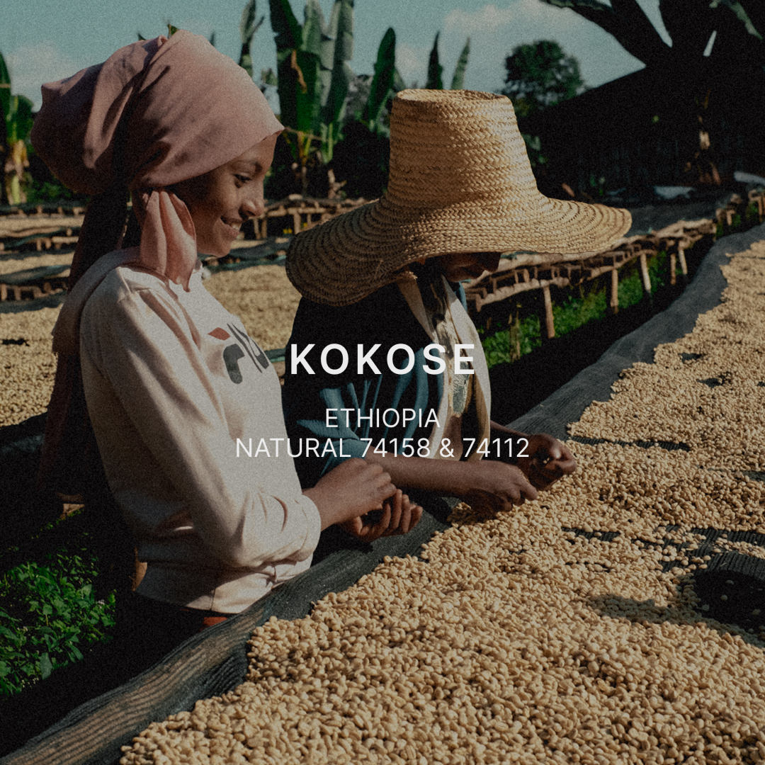 KOKOSE — Ethiopia by Mazelab Coffee Roasters