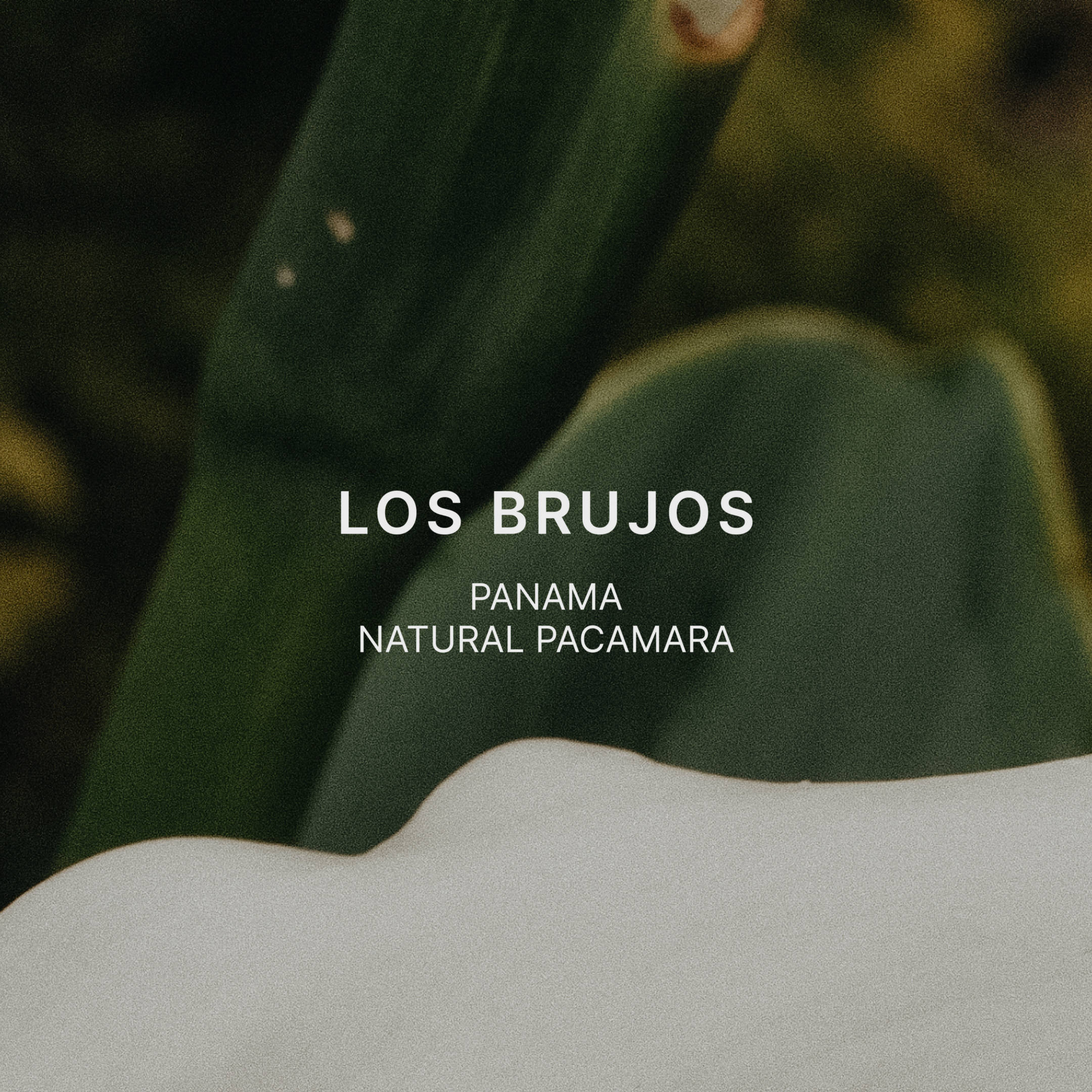 LOS BRUJOS — Panama by Mazelab Coffee Roasters