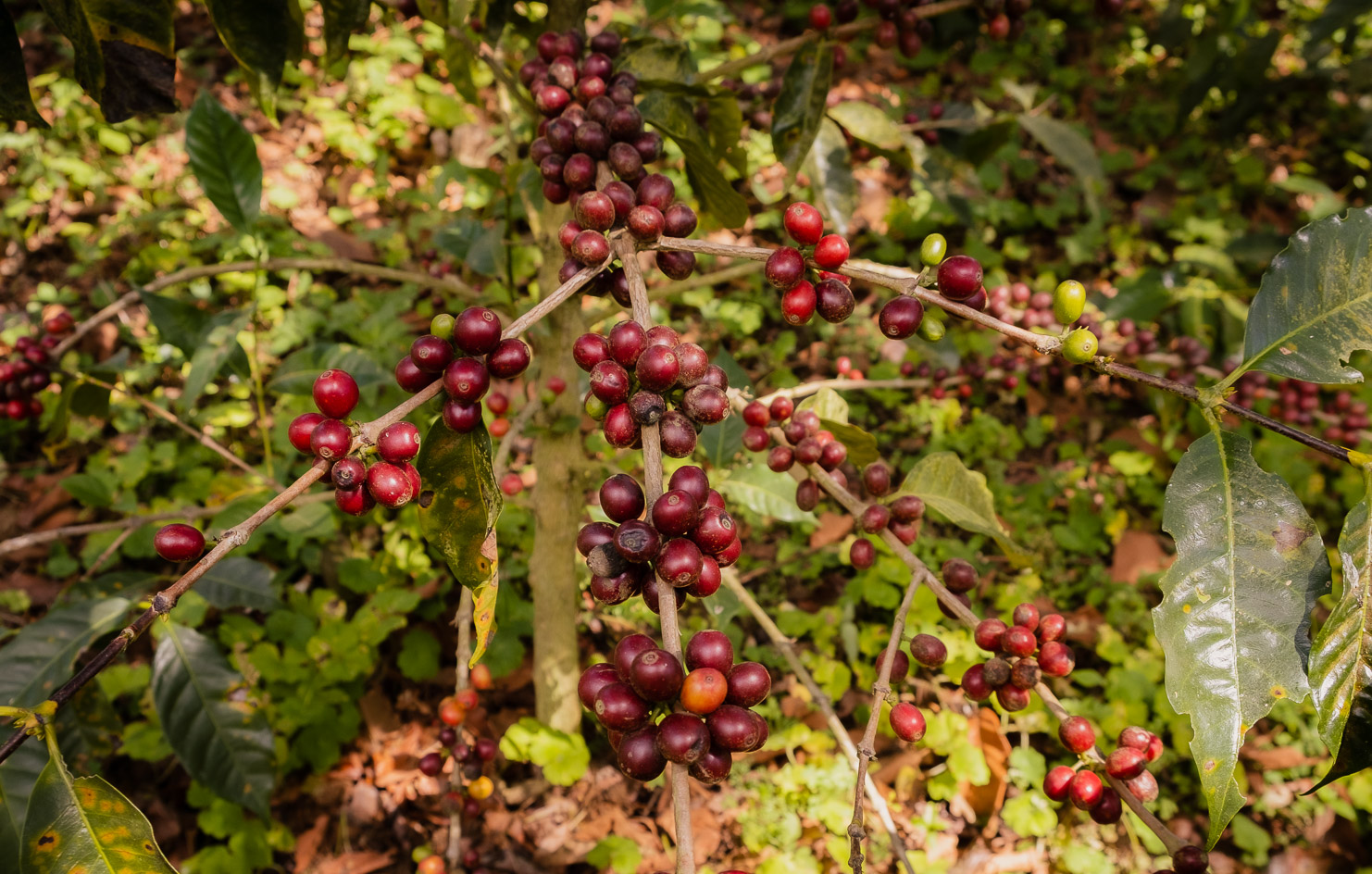 La Bendición — El Salvador by Monmouth Coffee Company
