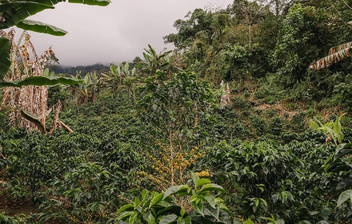 Huabal — Peru by Monmouth Coffee Company