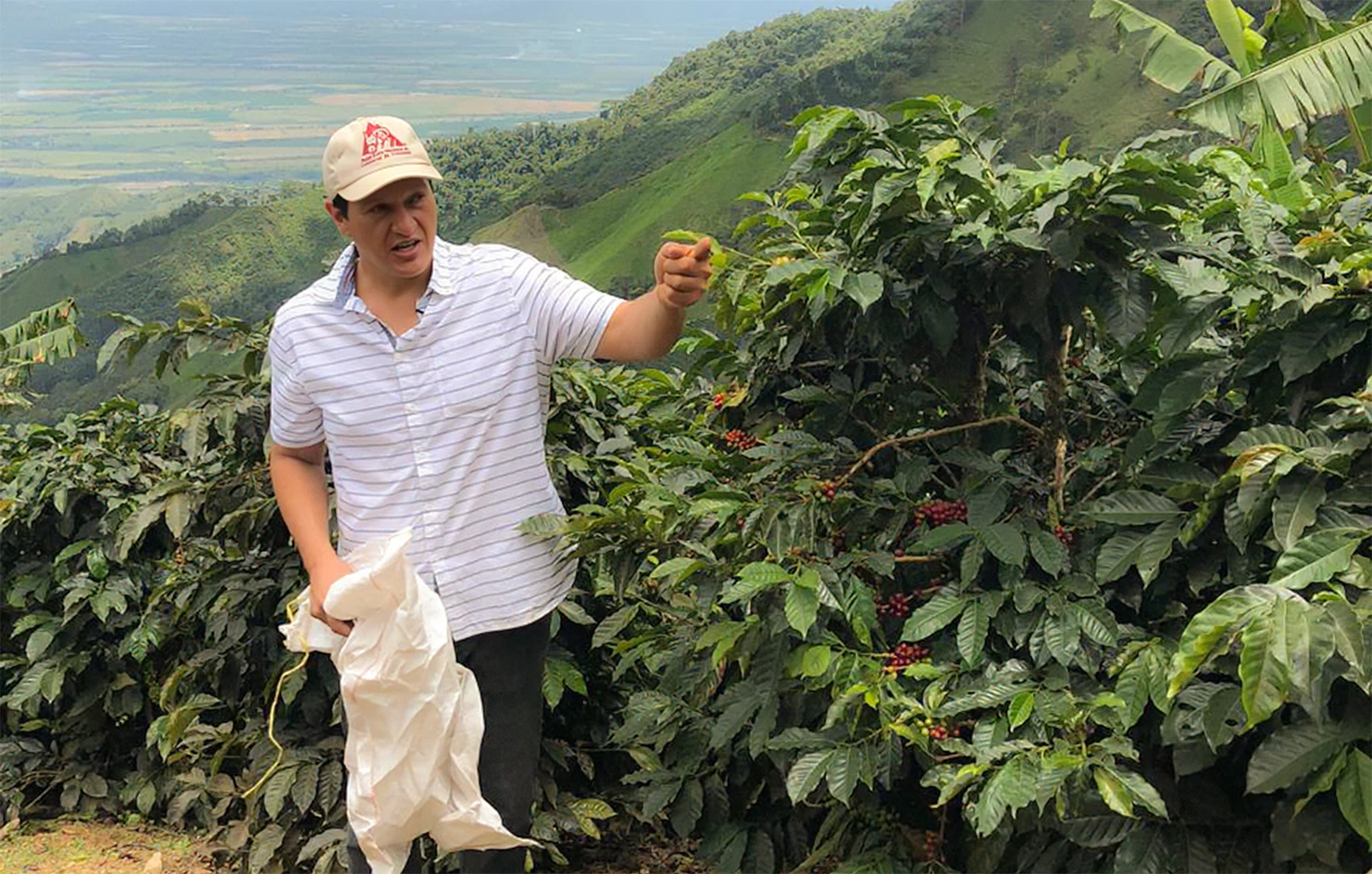 Finca San Pedro — Colombia by Monmouth Coffee Company