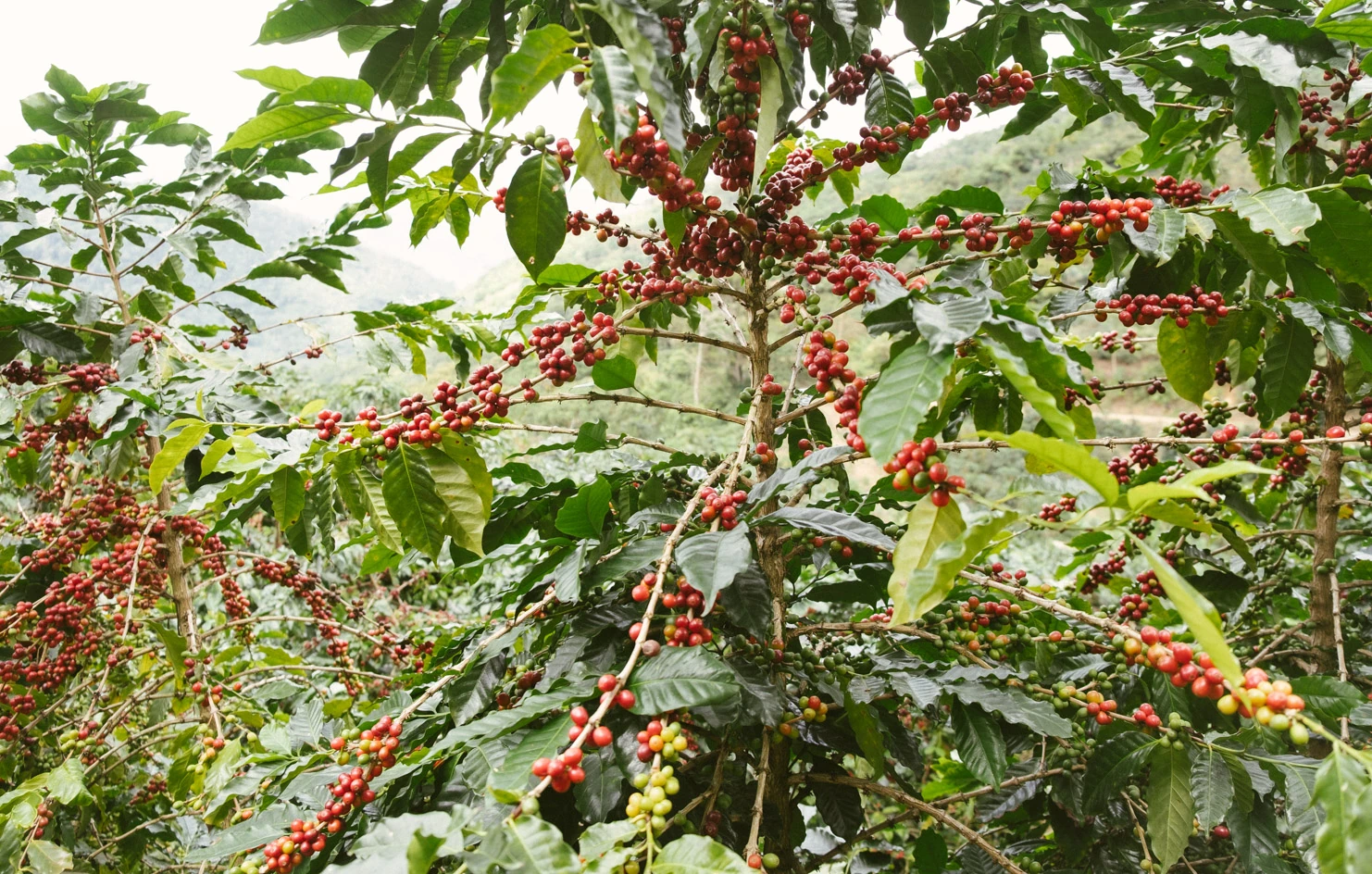Finca Oro Verde — Bolivia by Monmouth Coffee Company