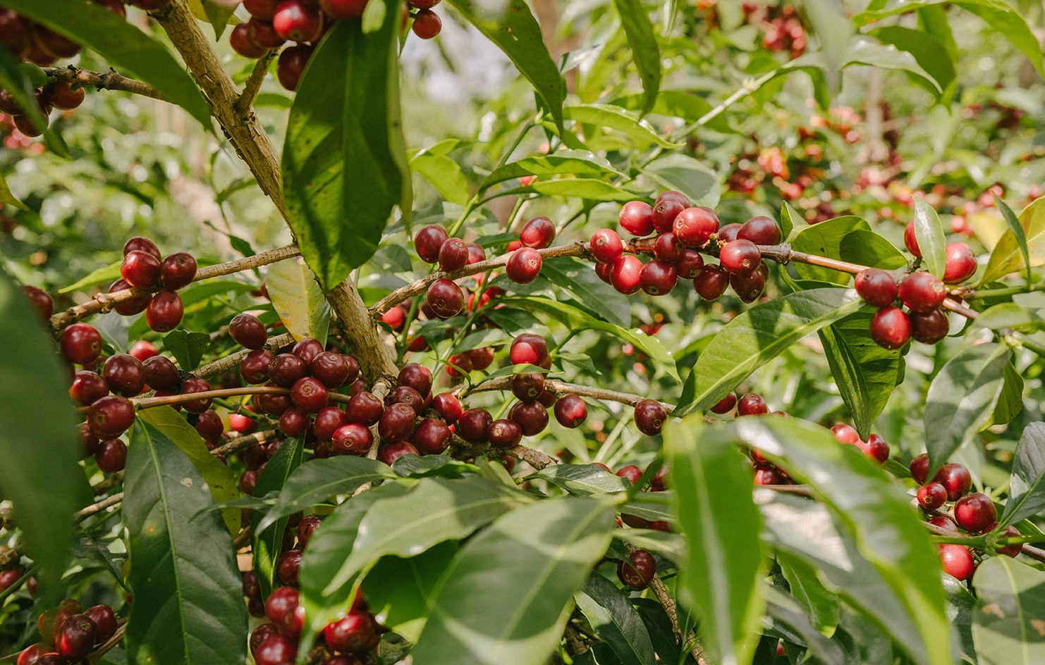 Tibebu Roba — Ethiopia by Monmouth Coffee Company
