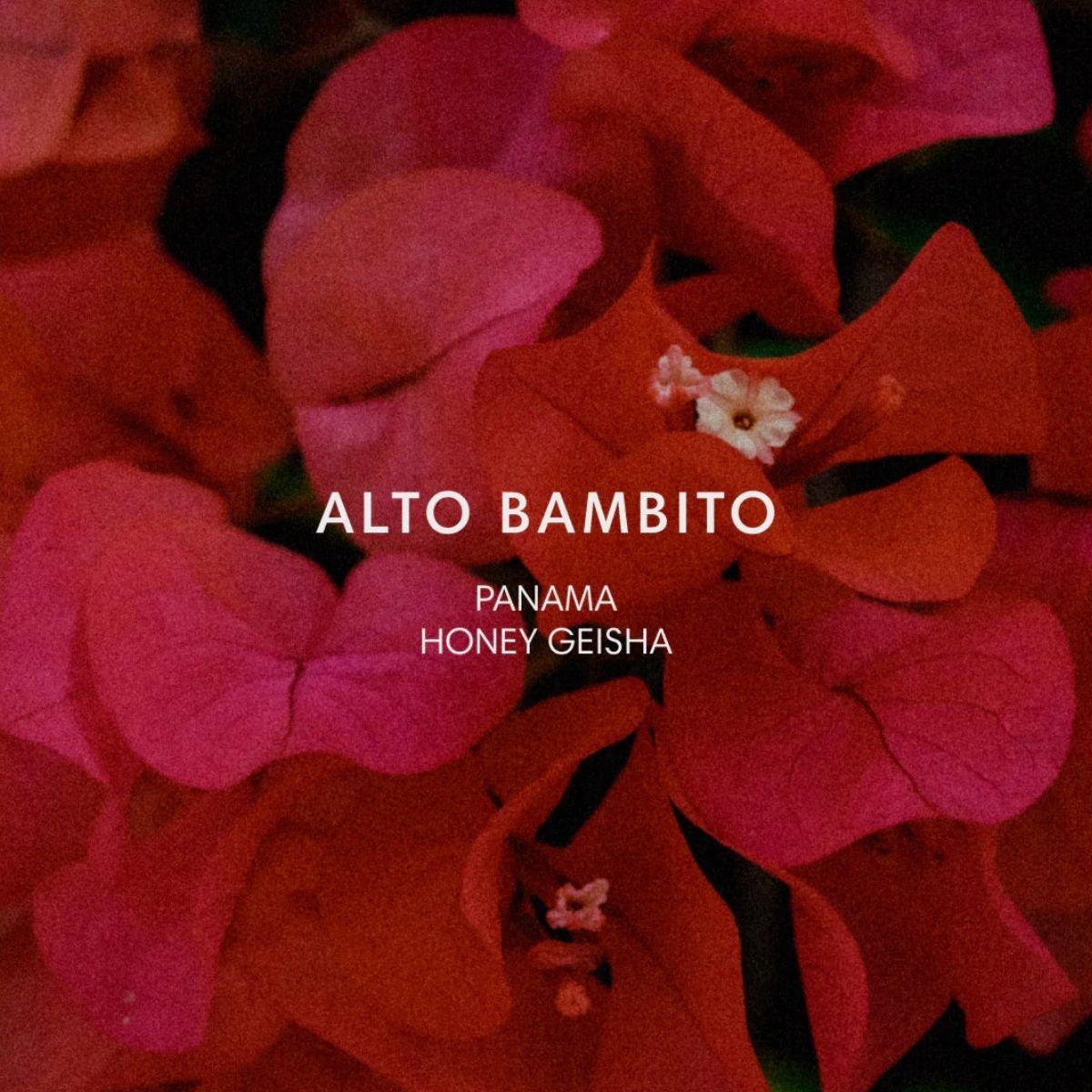 ★ Panama "Alto Bambito" Honey Gesha - Mazelab by Nordic…