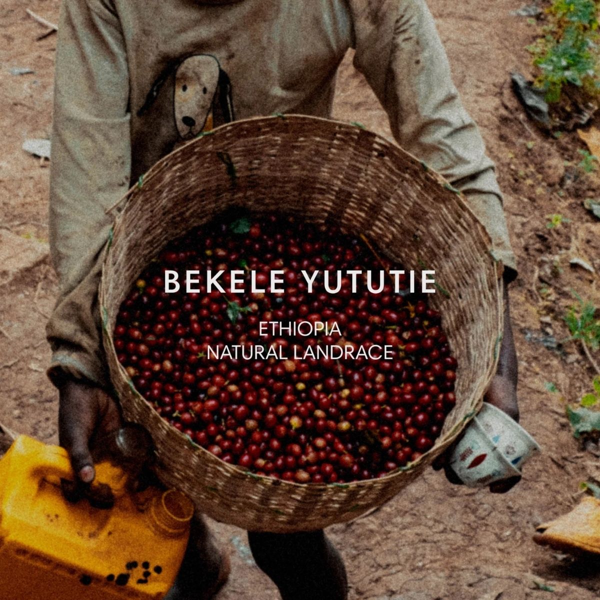 Ethiopia "Bekele Yututie" Natural Landrace - Mazelab by…