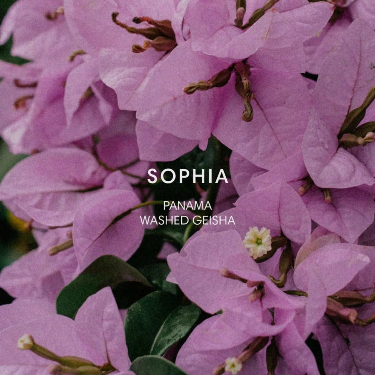 ★ Panama "Finca Sophia" Washed Gesha - Mazelab by Nordic…