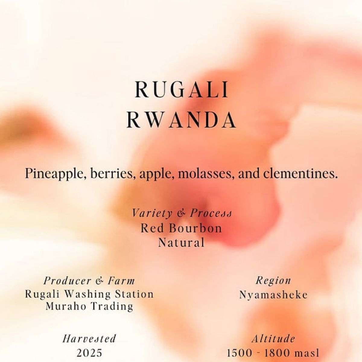 Rwanda "Rugali" Natural Red Bourbon - Sumo Coffee…