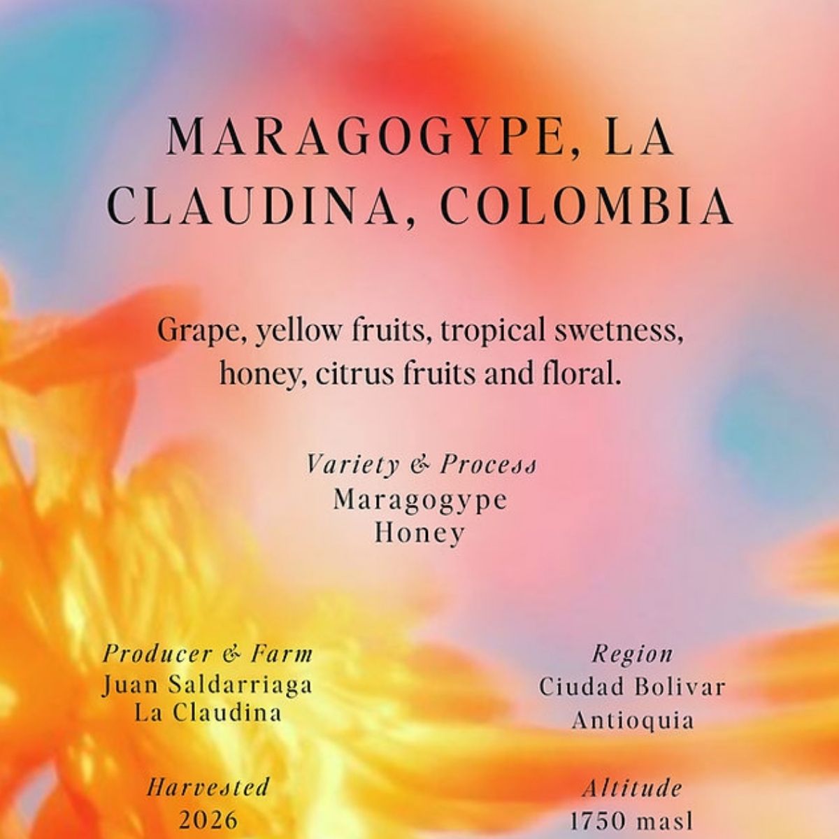 Colombia "La Claudina" Honey Maragogype - Sumo Coffee…
