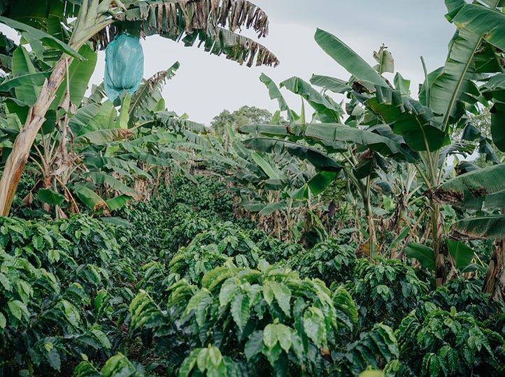 Aley Calderon, Washed, Colombia — Colombia
