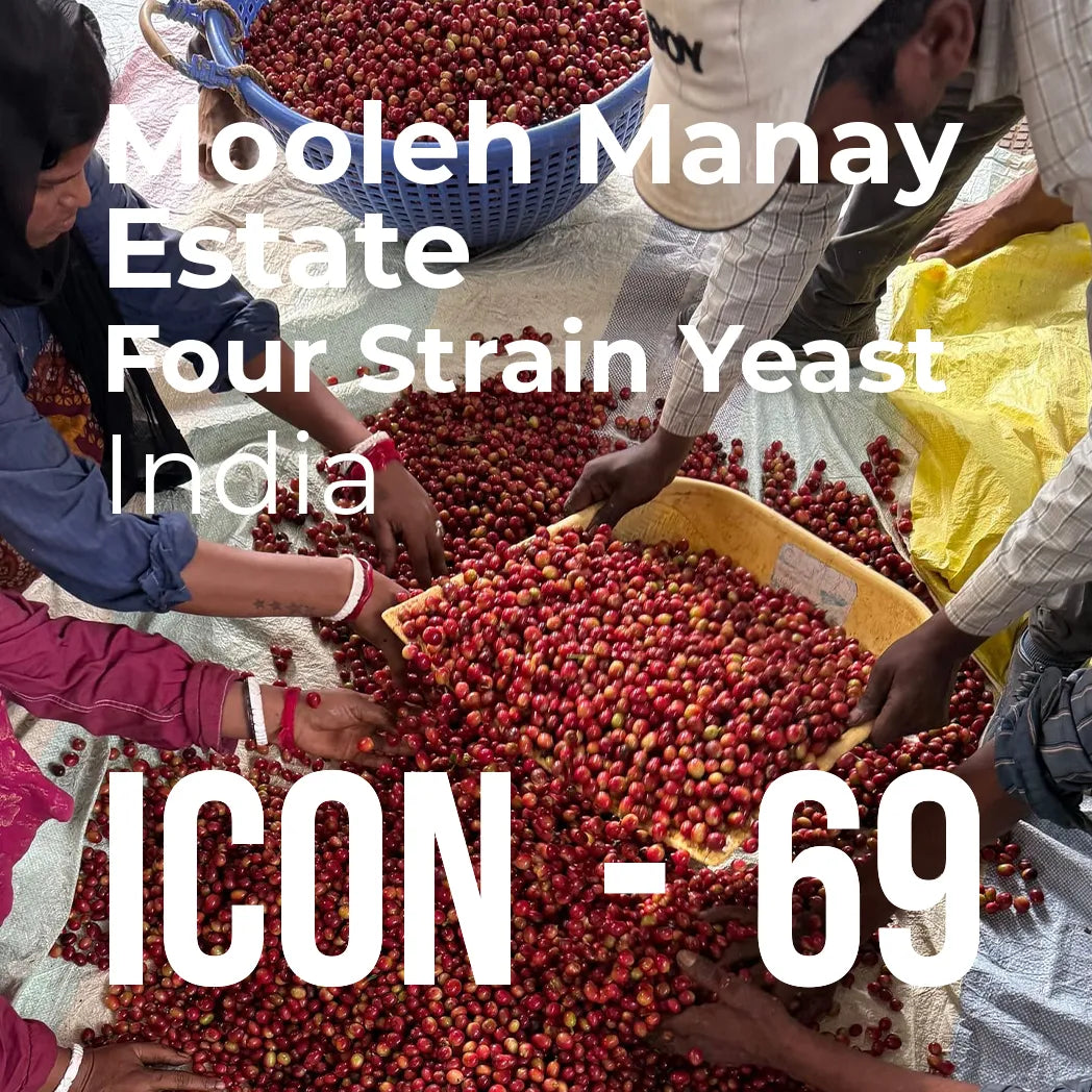 ICON 69 - Mooleh Manay, Four Strain Yeast — India