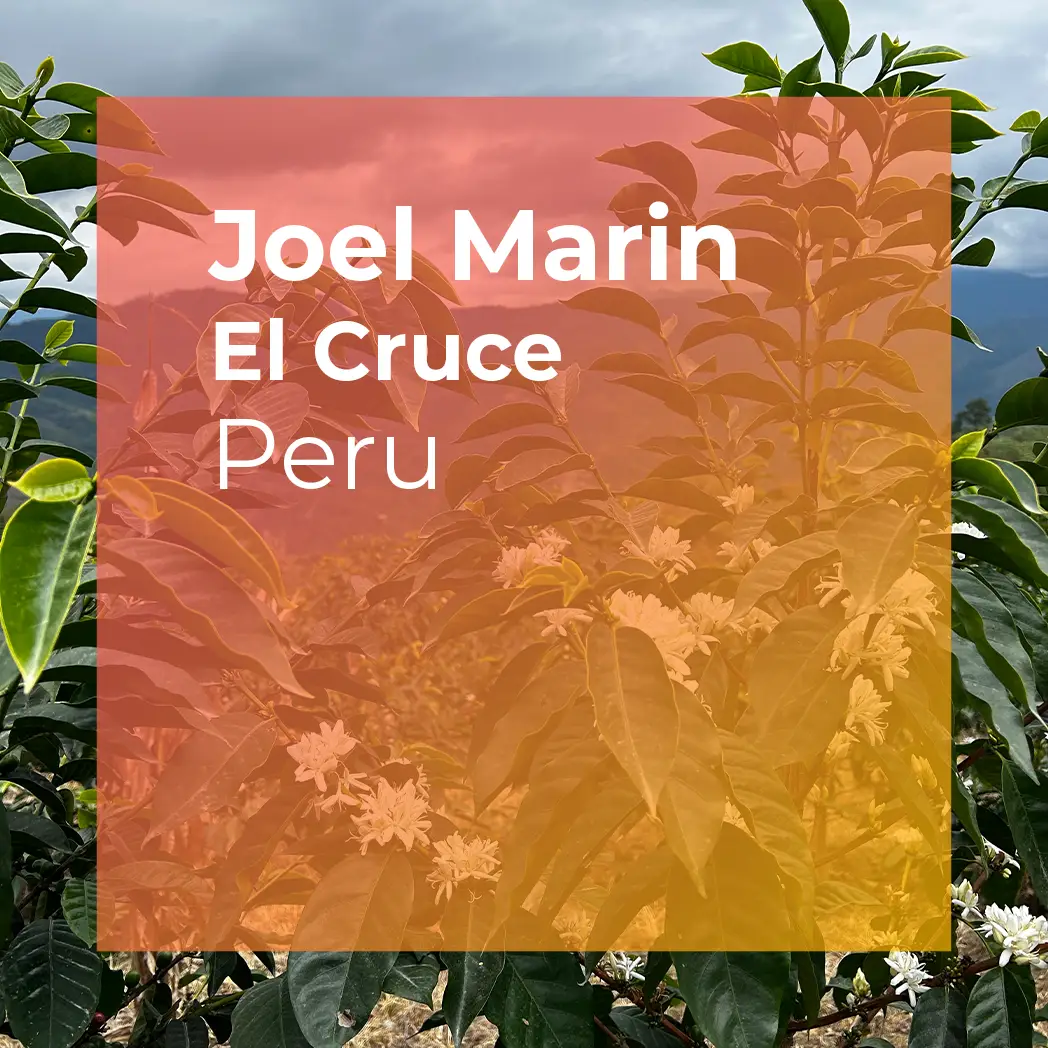JOEL MARIN, El Cruce Anoxic Natural Gesha by PLOT Roasting