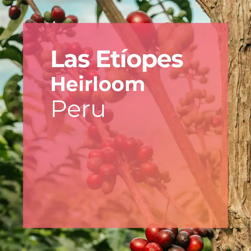 LAS ETÍOPES, Ethiopian Varieties — Peru