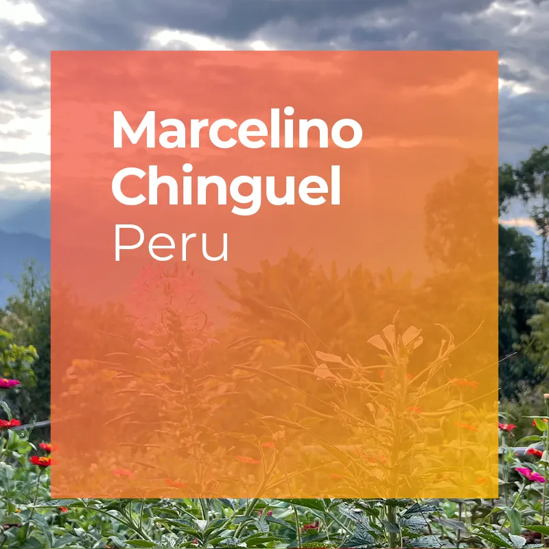 MARCELINO CHINGUEL, Marshell Natural — Peru