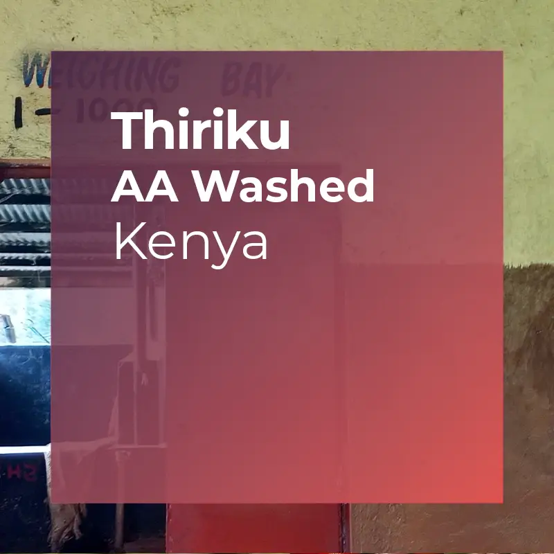 THIRIKU, AA Washed — Kenya