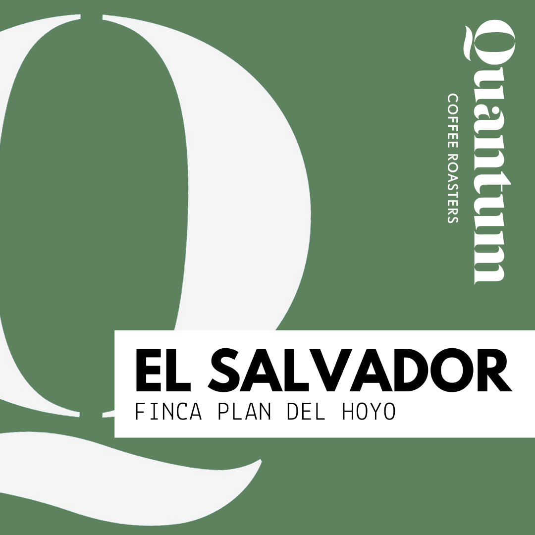 EL SALVADOR - Finca Plan del Hoyo by Quantum Coffee…