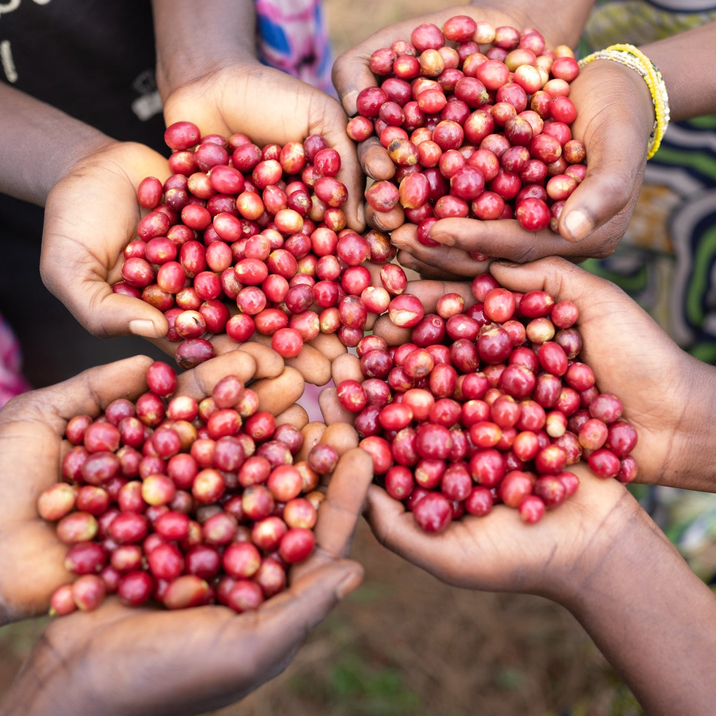 Burundi, Mutambi Hill Lot 34 by Sacred Grounds Coffee…