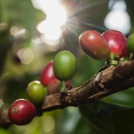 DECAF - Colombia, Antunkaa by Sacred Grounds Coffee…
